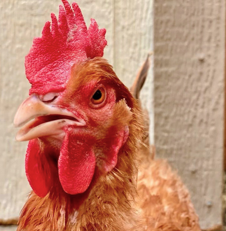 Chicken
